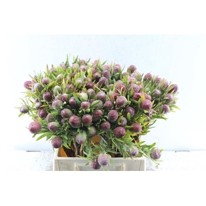 Kaaps Strictum Extra