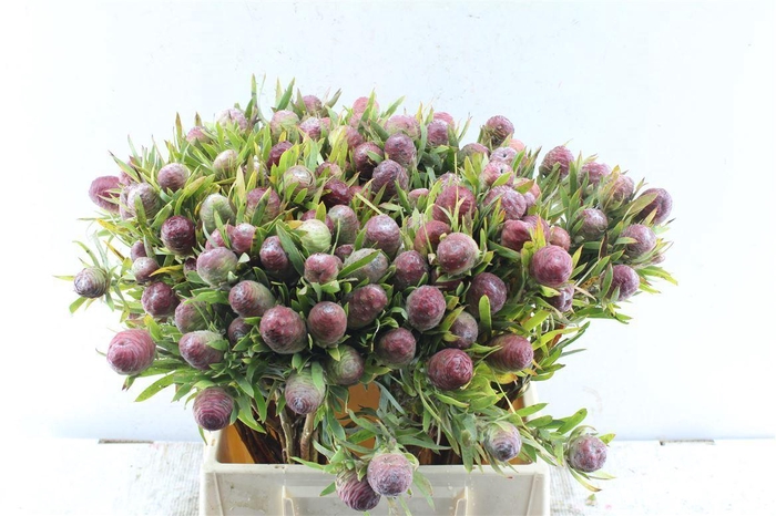 <h4>Kaaps Strictum Extra</h4>