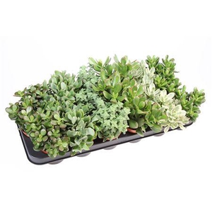 Crassula Mix