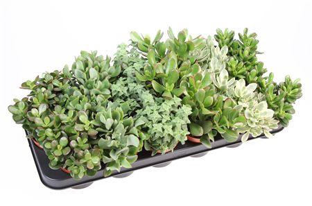 <h4>Crassula Mix</h4>