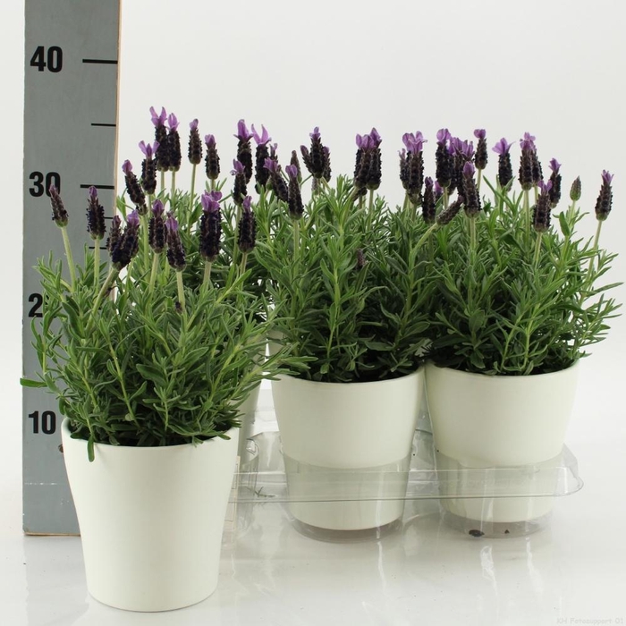 <h4>ARR TUINPLANTEN</h4>