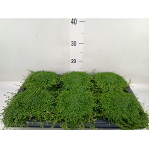 Soleirolia soleirolii   ...green