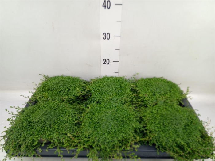 <h4>Soleirolia soleirolii   ...green</h4>