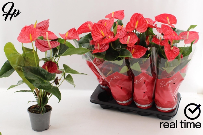 <h4>ANTHU AN CASPARO</h4>