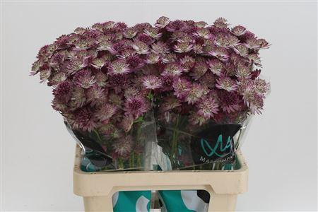 <h4>Astrantia Roma Pink</h4>