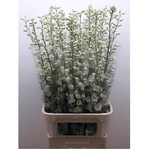 DELPH DU GUARD WHITE