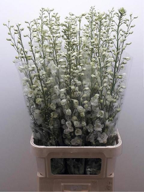 <h4>DELPH DU GUARD WHITE</h4>
