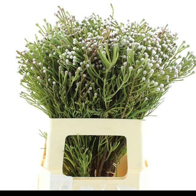 <h4>BRUN NODULIFLORA</h4>