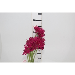 GERBERA PASTINI PUGLIA < 050 CM < 10 CM DIAM