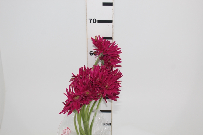 <h4>GERBERA PASTINI PUGLIA < 050 CM < 10 CM DIAM</h4>
