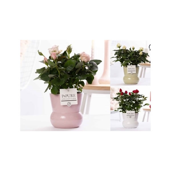 <h4>Rosa gemengd in P&PURE Plant Vase Maxima ass. 3</h4>