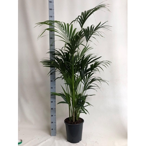 KENTIA - P27 H170 - 7PP - EcoLine (Howea forsteriana