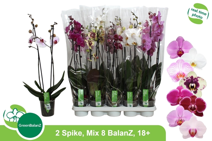 <h4>Phal Gem 8 Kl 2 tak</h4>