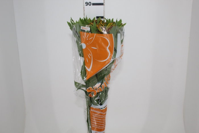 <h4>ALSTROEMERIA SENNA 080 CM</h4>