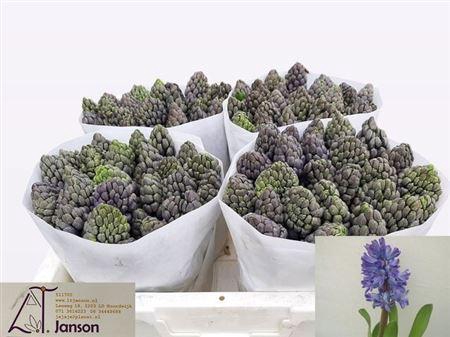 <h4>Hyac Delft Blue</h4>