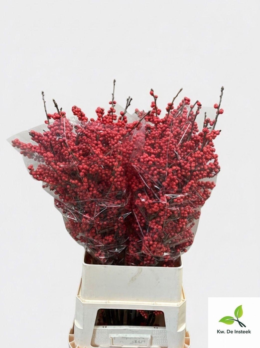 <h4>ILEX VE RODE BES</h4>