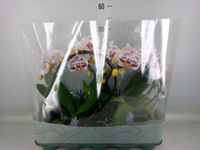 <h4>Phalaenopsis   ...</h4>