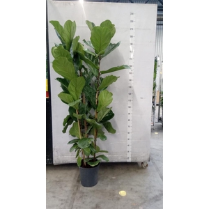 Ficus lyrata