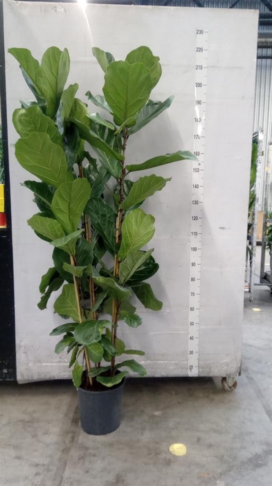 Ficus lyrata