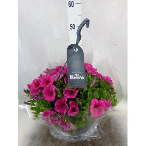 Petunia  'Surfinia'   ...