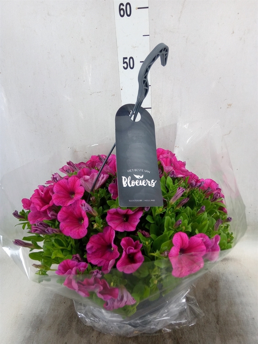<h4>Petunia  'Surfinia'   ...</h4>