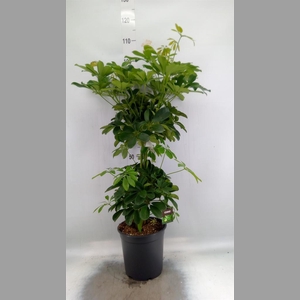Schefflera arbor. 'Compacta'