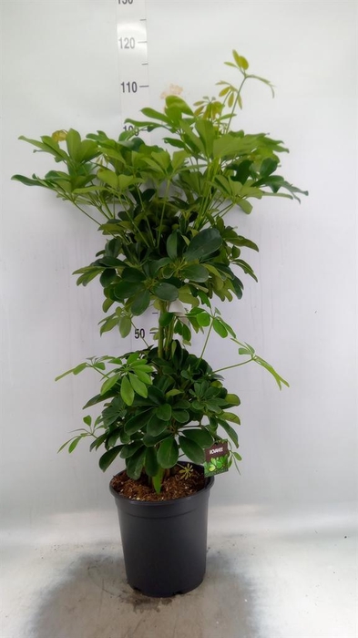 <h4>Schefflera arbor. 'Compacta'</h4>