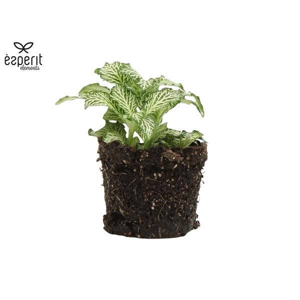 <h4>Fittonia Mosaic White Tiger</h4>