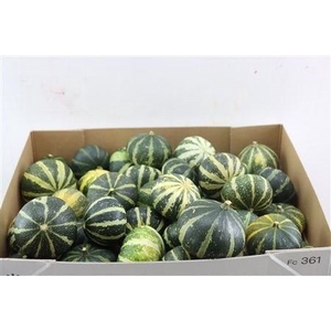 CUCURBITA PEPO