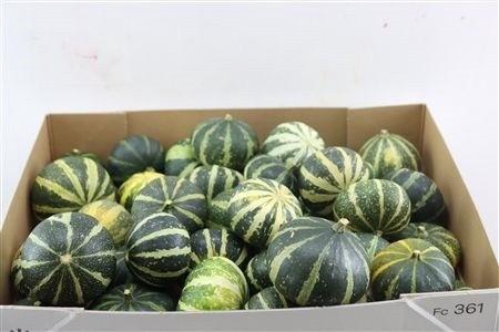 <h4>CUCURBITA PEPO</h4>