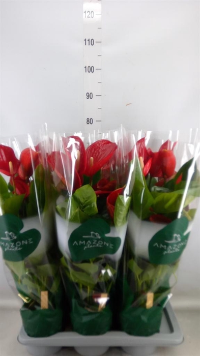 <h4>Anthurium andr. 'Melodia'</h4>