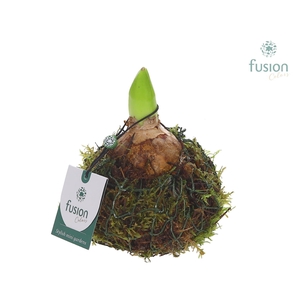 Mosbollen met Hyacint