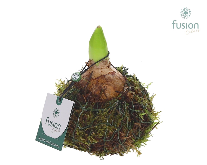 <h4>Mosbollen met Hyacint</h4>