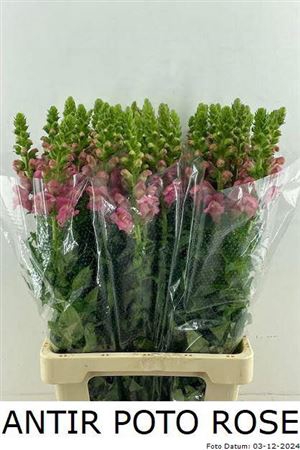 <h4>Antir Poto Rose</h4>