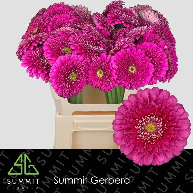 <h4>GE GB MAGIC BALL</h4>