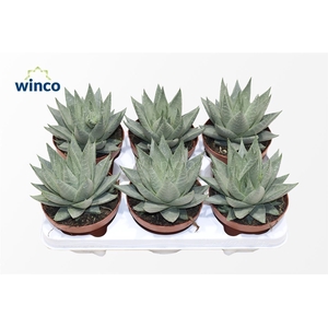 Aloe Ov