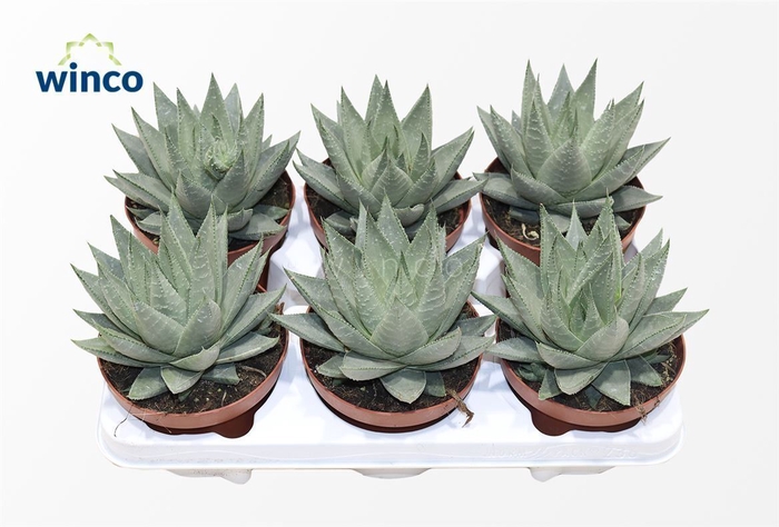 <h4>Aloe Ov</h4>