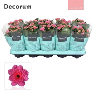 Kalanchoe blossfeldiana gevuld 'Serenity Pink'