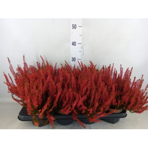 Calluna vulg.   ...