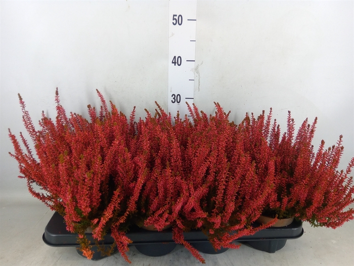 <h4>Calluna vulg.   ...</h4>