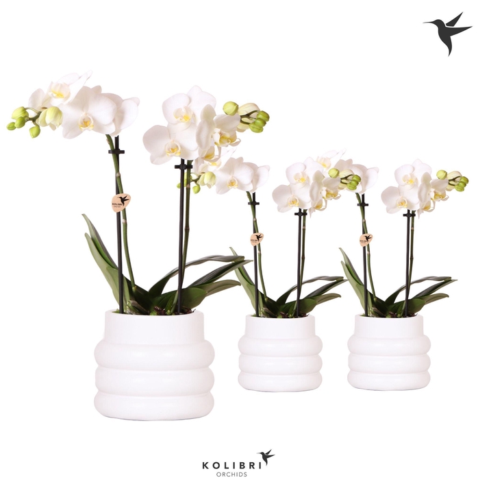 <h4>Kolibri Orchids Phalaenopsis white 2 spike in Bubble pot white</h4>