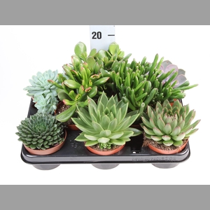 Succulents   ...