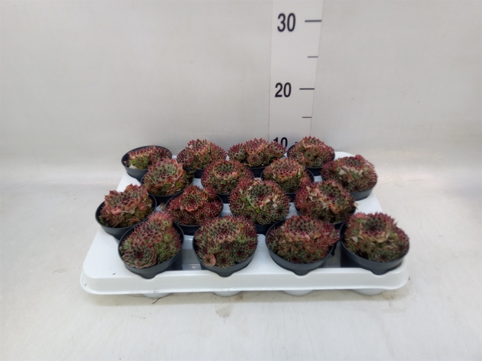 <h4>Sempervivum   ...</h4>