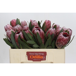 Protea Pink Ice