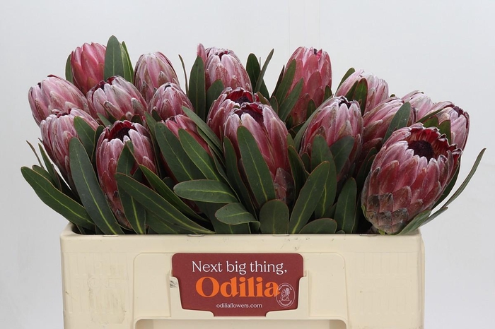 <h4>Protea Pink Ice</h4>