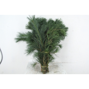 PINUS STROBUS PER STEM 70CM