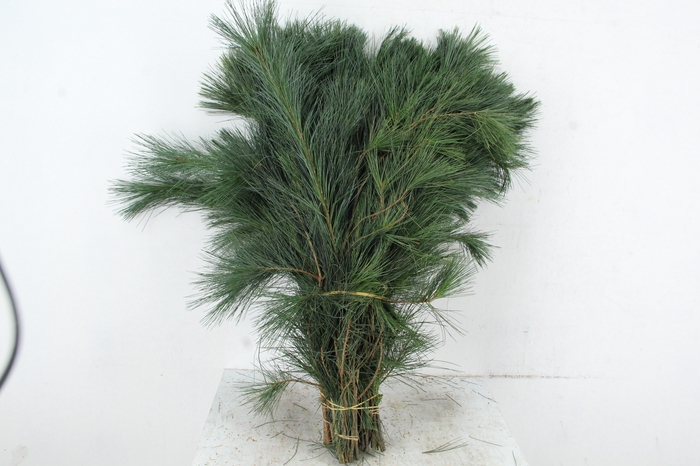 <h4>PINUS STROBUS PER STEM 70CM</h4>