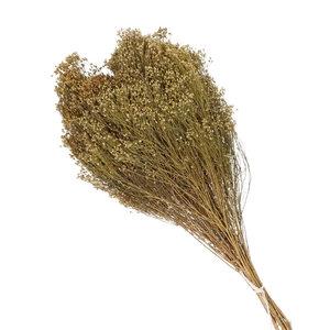 Dried flowers Broom 50-60cm