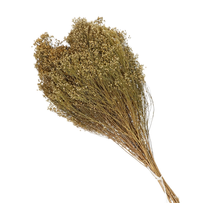 <h4>Dried flowers Broom 50-60cm</h4>