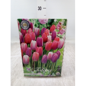 Tulipa   ...flowerbulbs